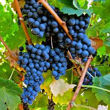 Alguns dos vinhos mais caros do mundo são feitos quase que 100% com a uva Merlot.