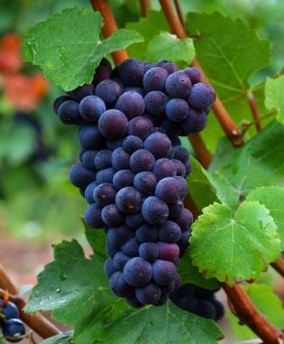 Originária de Borgonha, na França, essa uva temperamental produz vinhos bastante admirados em todo 