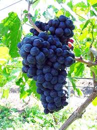 Esta uva é conhecida como Syrah na França e Shirah em países de língua inglesa - as características também variam de acordo com o clima