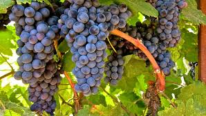As uvas Tannat são bastante ricas em taninos