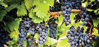 As uvas Pinot Noir, com suas cascas finas, não são ricas em taninos