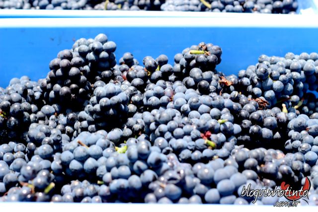 o segredo de um bom vinho está na qualidade das uvas
