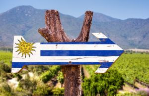 Enoturismo em alta no Uruguai